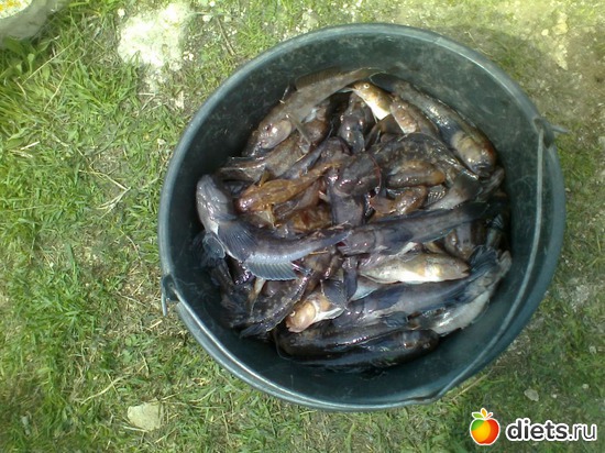 5 ����: ����������