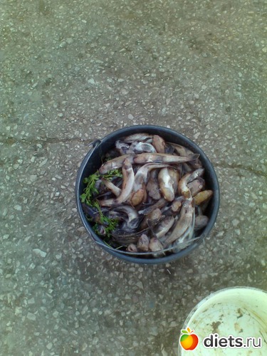 13 ����: ����������