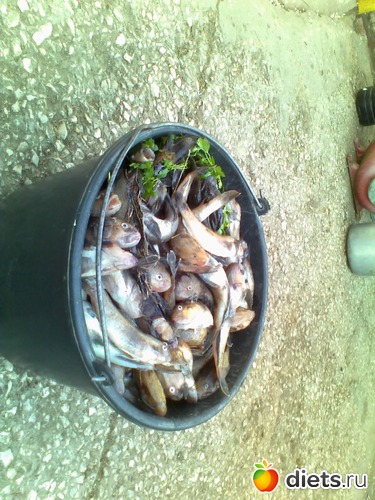 14 ����: ����������