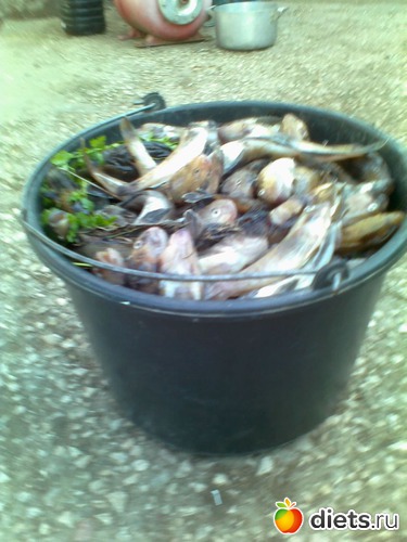 15 ����: ����������