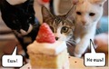 Ох уж эти коты...
