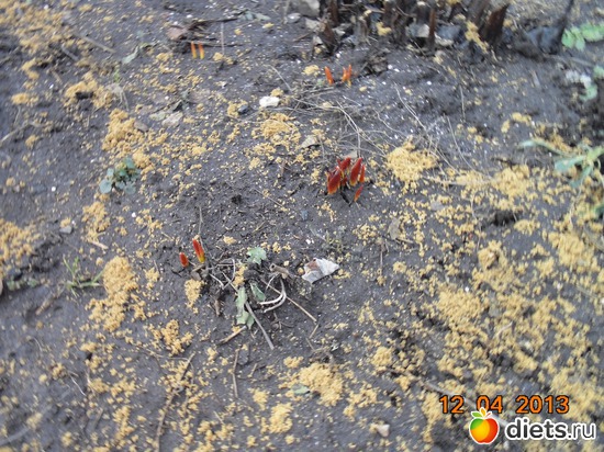 30 фото: просто