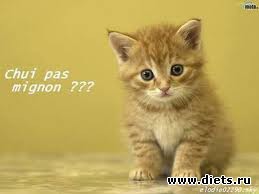 chaton