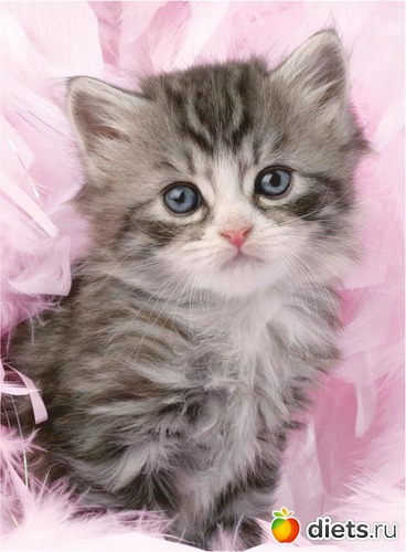 3 ����: chaton