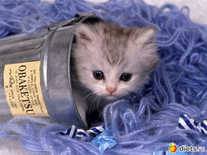 5 ����: chaton