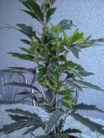 Что за цветок? Помогите!