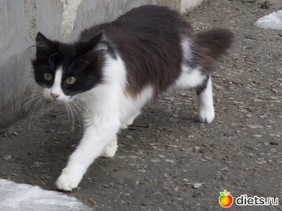 75 фото: кошки