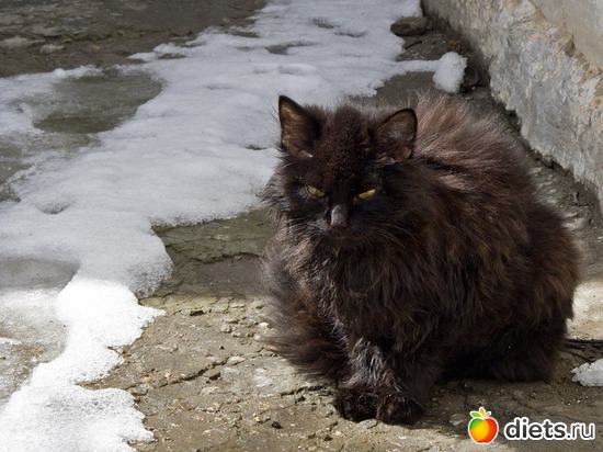 76 фото: кошки