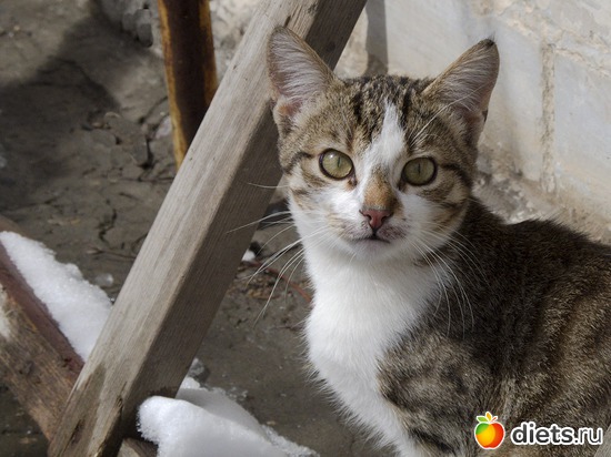 77 фото: кошки