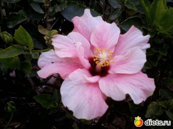 Весна.Бат-ям, альбом: Природа...