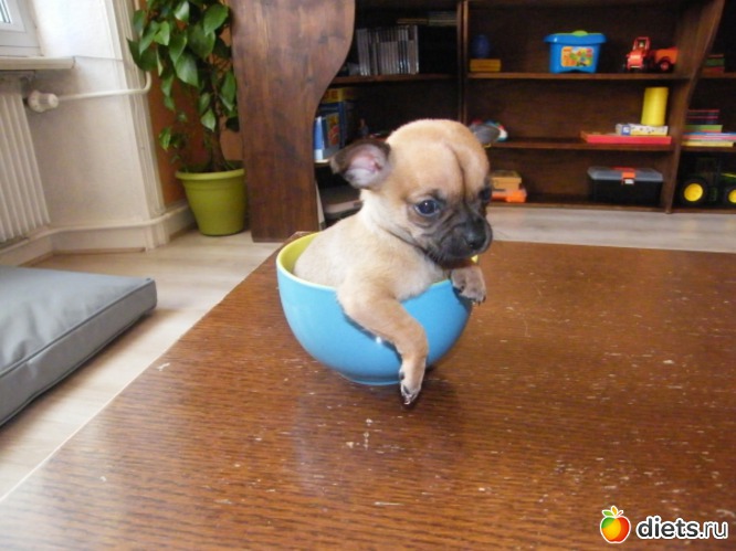 3 ����: chiot