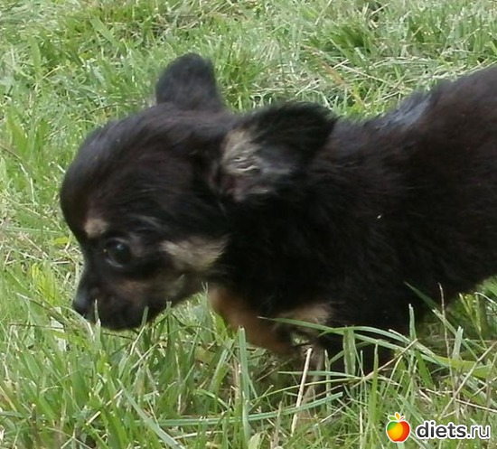 4 ����: chiot