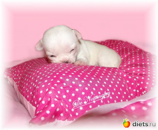 6 ����: chiot