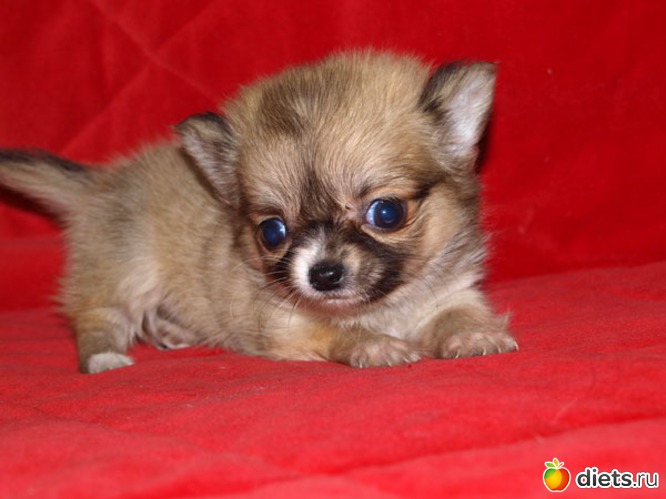 9 ����: chiot