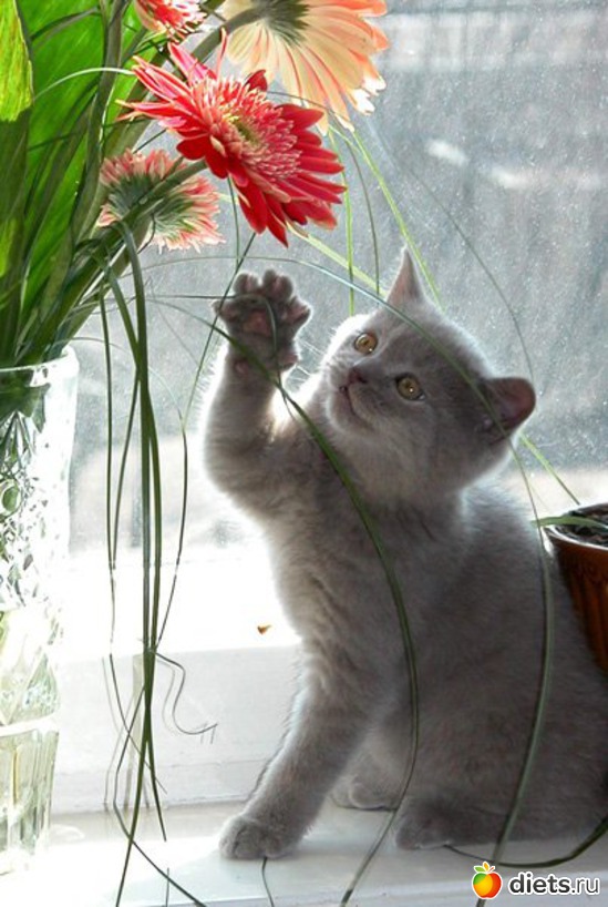 425 фото: Для постов