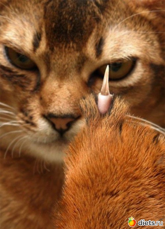 427 ����: ��� ������