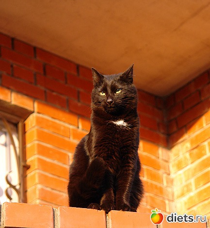 ��� ������