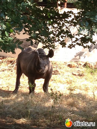 ������ �������, ���� �� � ������ �������� ��� ����� �������, �� ����� ����������, ������: Victoria Falls(������� ��������)