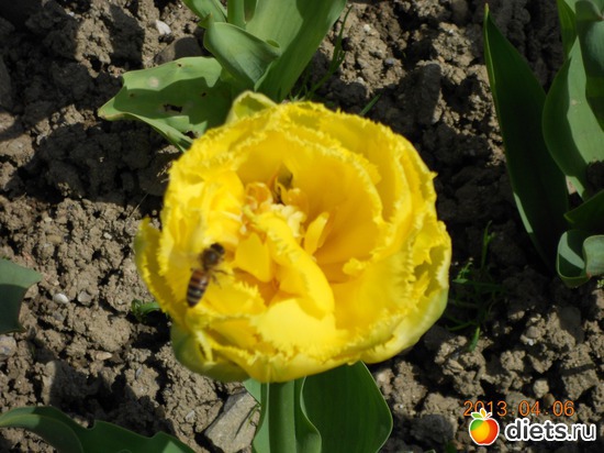 45 фото: Моя дача