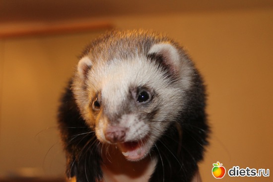 1 ����: ��� ��������