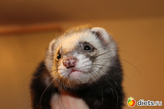 2 ����: ��� ��������