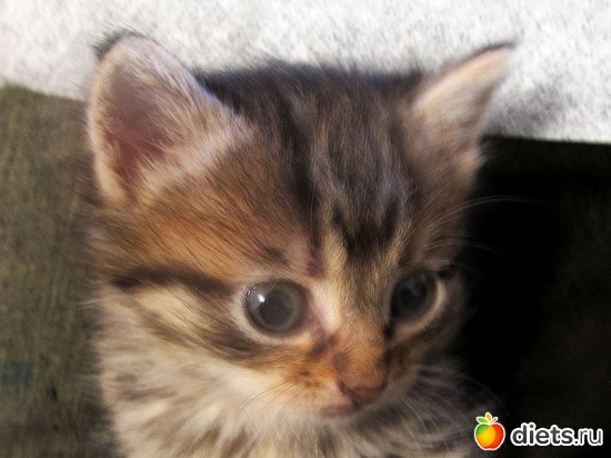 80 фото: кошки