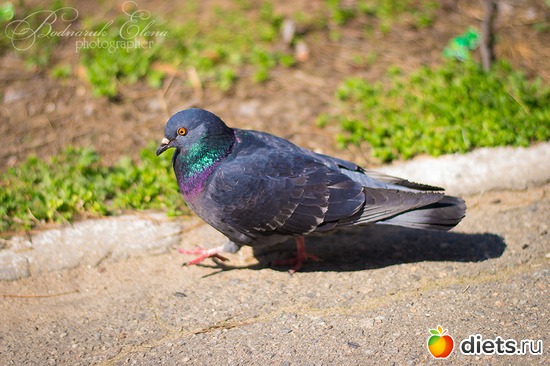 2 ����: ��� ������� ������