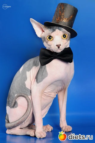 Наш котяра)