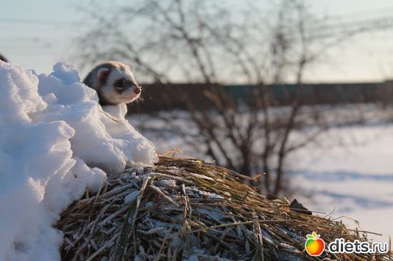 12 ����: ��� ��������