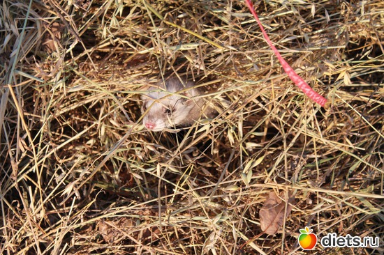 17 ����: ��� ��������