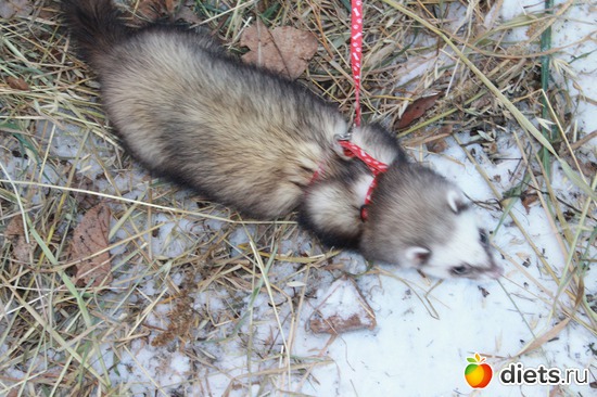 13 ����: ��� ��������