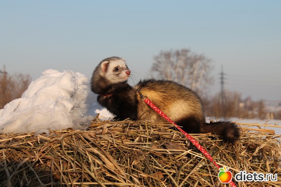 9 ����: ��� ��������