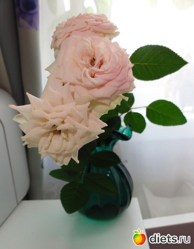 ветка с розочки, альбом: Мои цветы