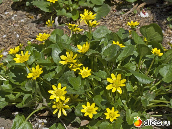 15 ����: �����-����-����� 2013 - 2015