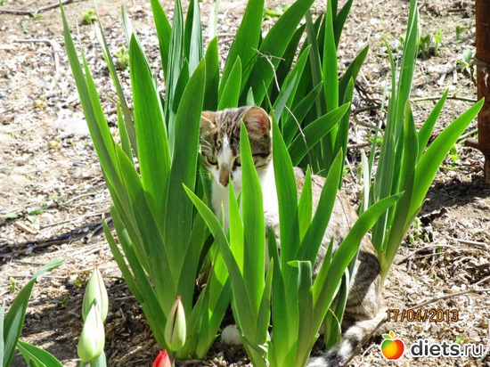 17 ����: �����-����-����� 2013 - 2015