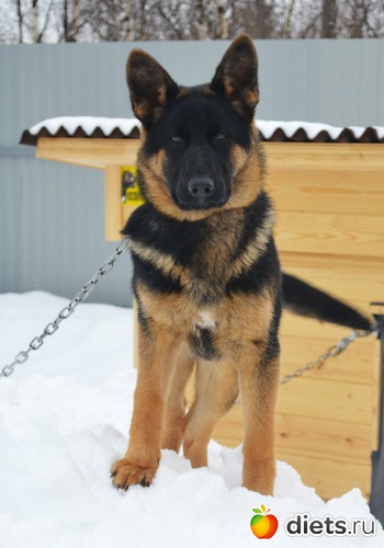 ����� ������� ���, ������: ��� ������� ��������