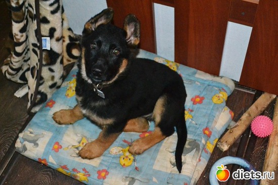 ��� ������ �������� ... �������� ����� �����, ������: ��� ������� ��������