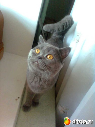 ��, �����... ��� �� �� �������, ������: ��� ������� ��������