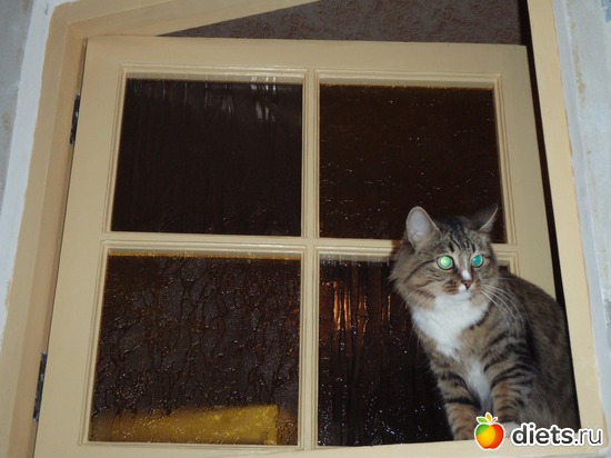 8 фото: животные