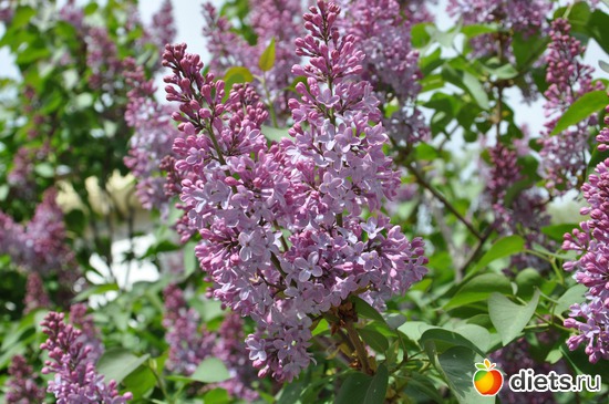 9 ����: ������ �����