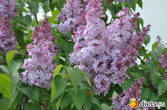 ������ ��� ����� �������, ������: ������ �����