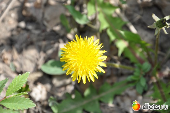 5 ����: ������ �����