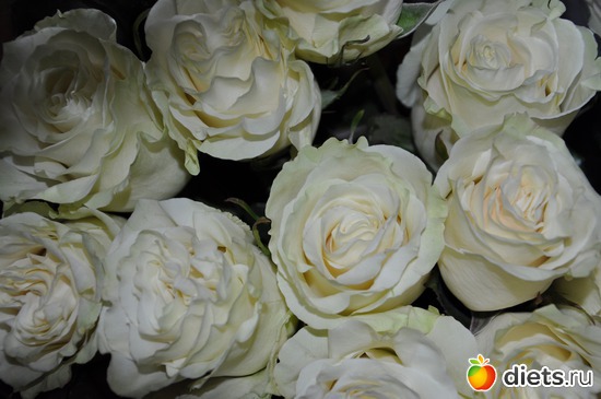 ���� �� �������� ����, ������: ������ �����