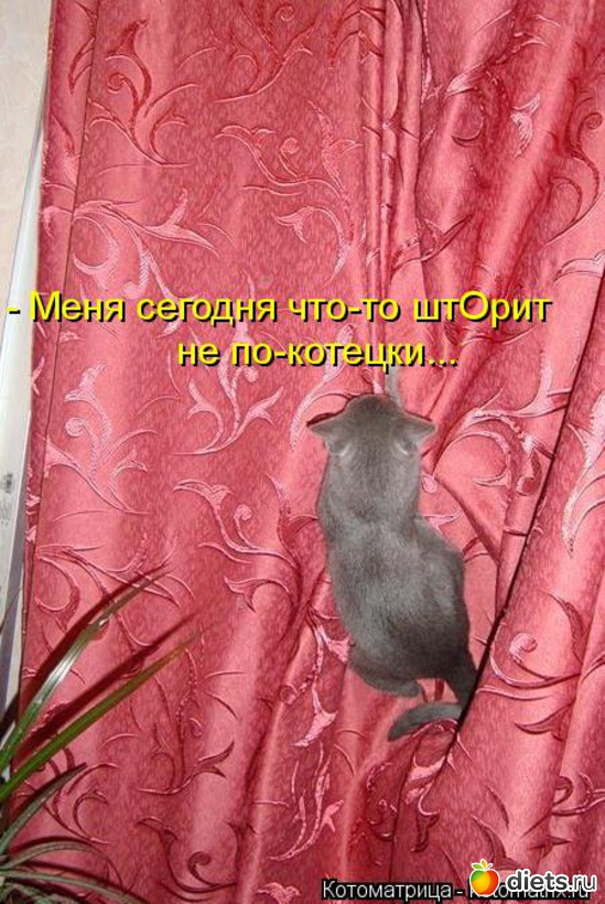 3 фото: котики