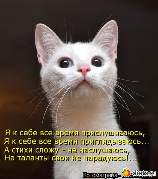 5 фото: котики