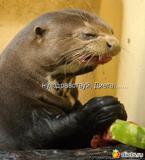 10 фото: котики