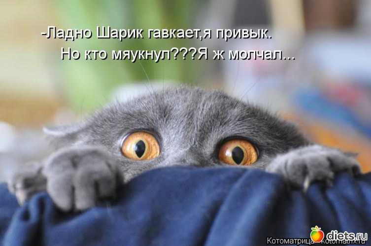 11 фото: котики