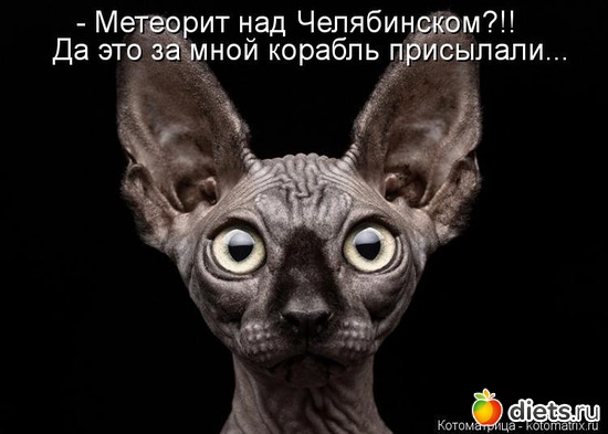 14 фото: котики