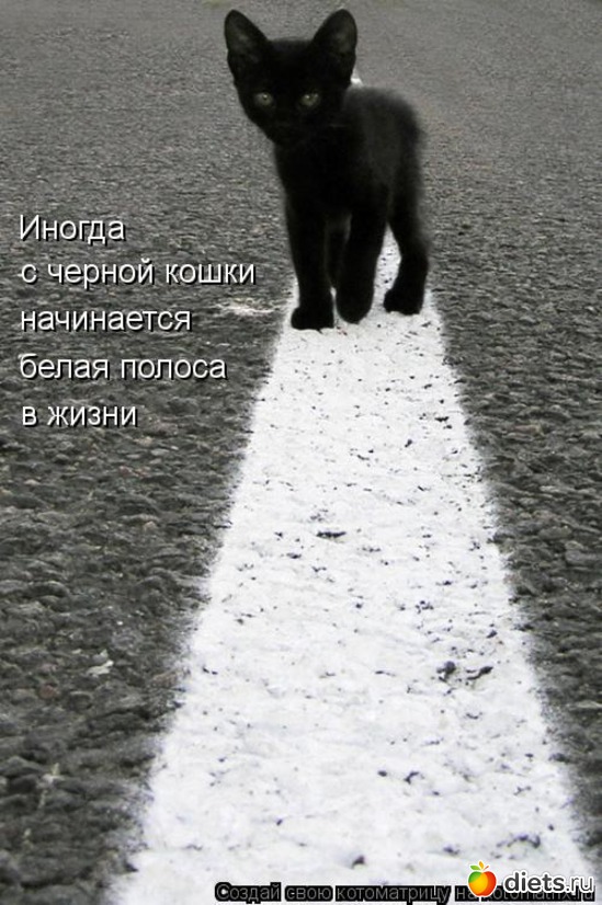 15 фото: котики