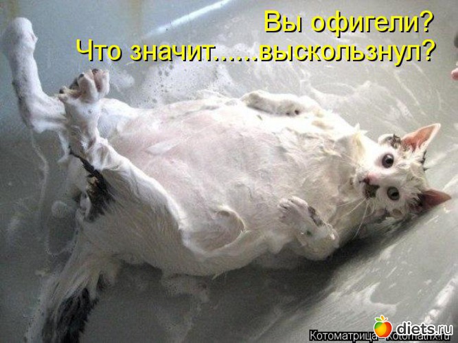 21 фото: котики